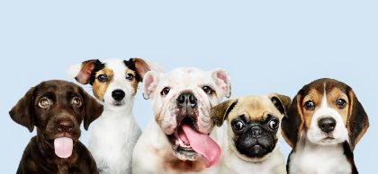 Individuazione di soggetti interessati alla gestione del servizio di canile rifugio per i cani rinvenuti sul territorio